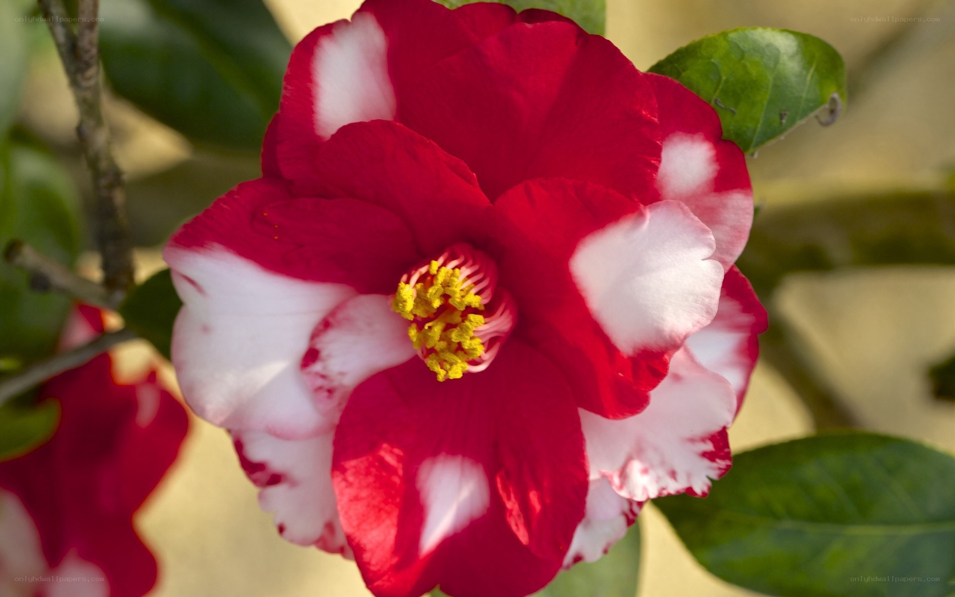 Red and white camellia flower