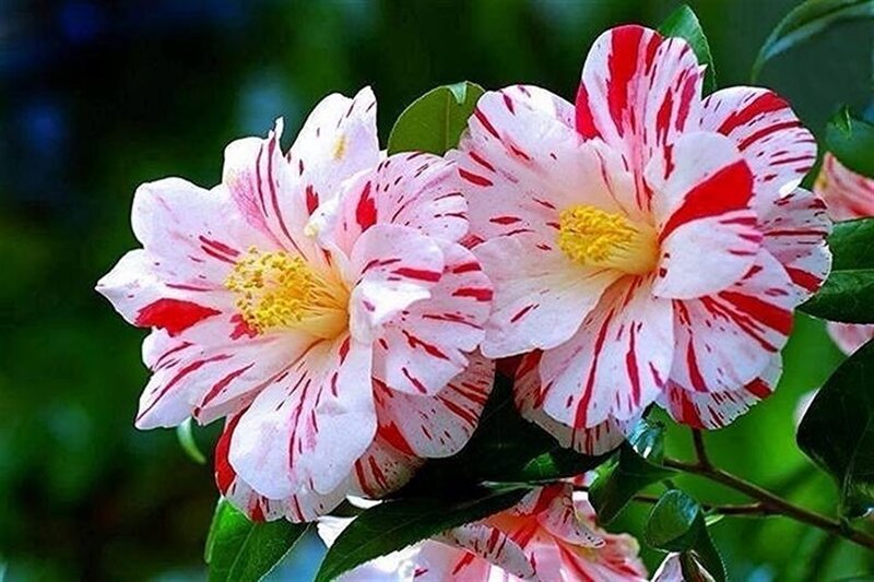 Red and White Camellia Flowers — Serene