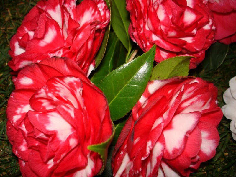 Red and White Camellia Flowers