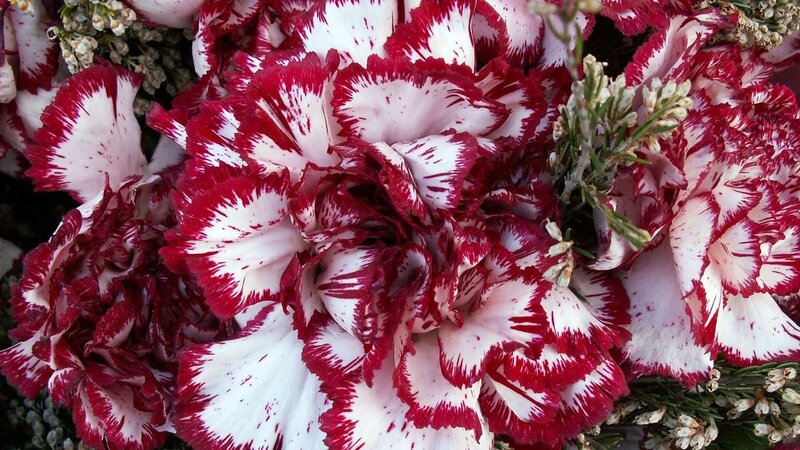 Red and white carnation bouquet