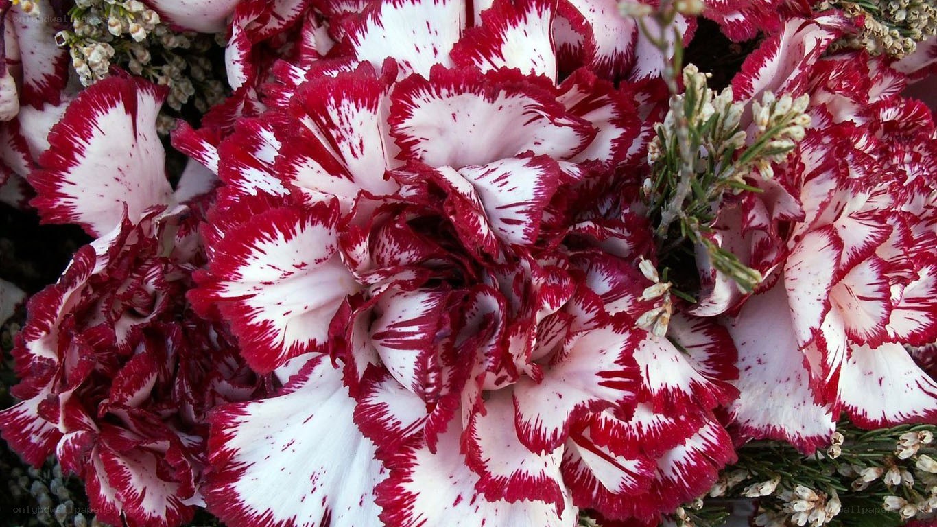 Red and white carnation bouquet