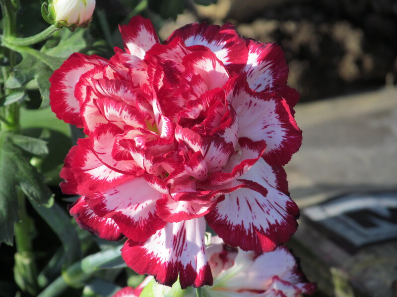 Red and White Carnation — Calm, Afternoon