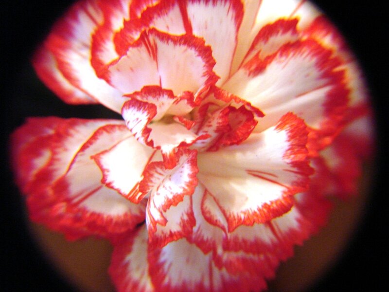 Red and White Carnation — Calm, Photograph, Flower