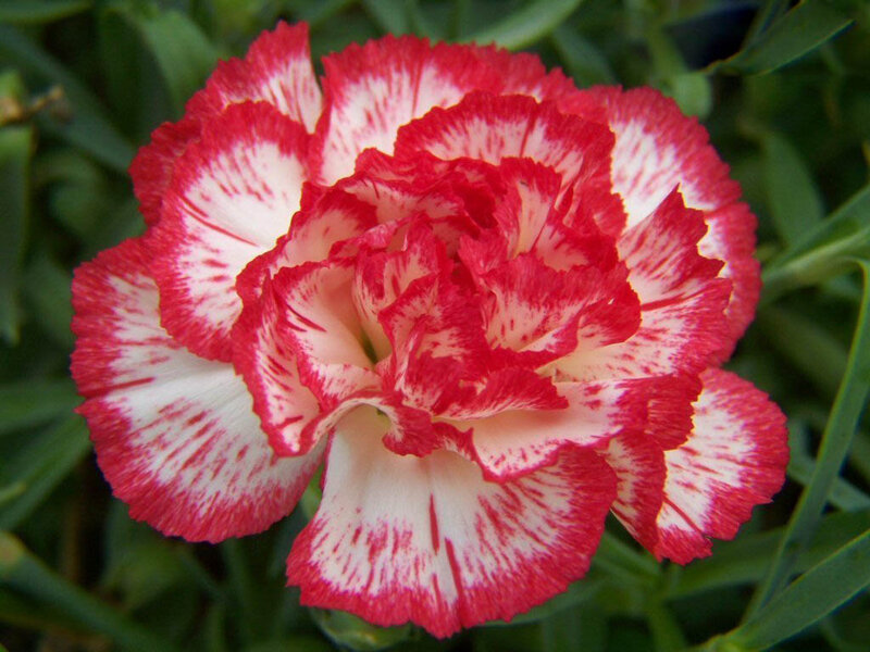Red and White Carnation — Calm, Photograph
