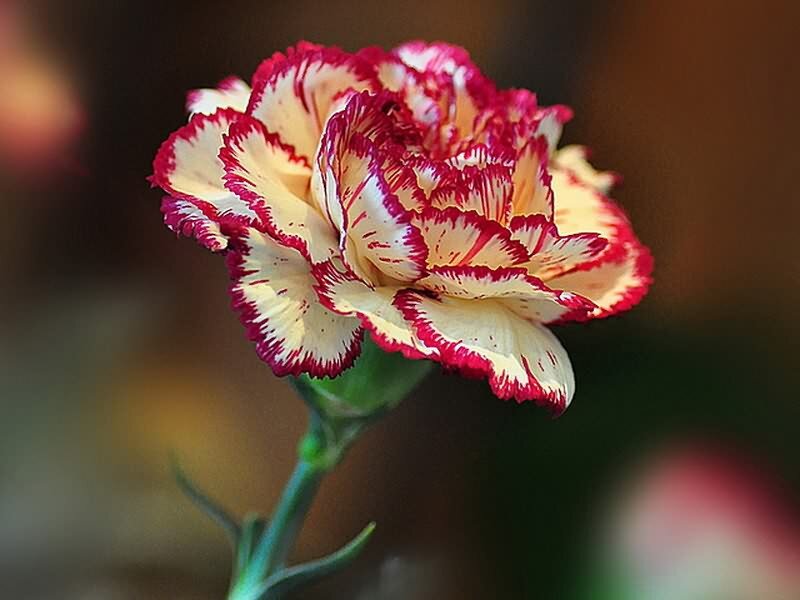 Red and White Carnation — Calm