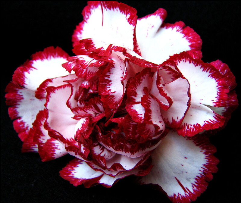 Red and White Carnation — Dramatic, Photograph, Flower, Petals
