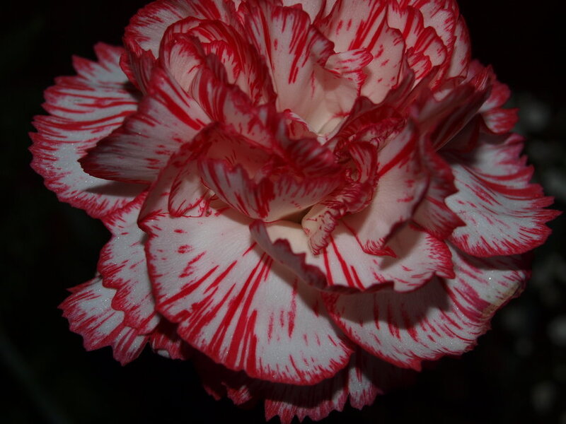 Red and White Carnation — Dramatic