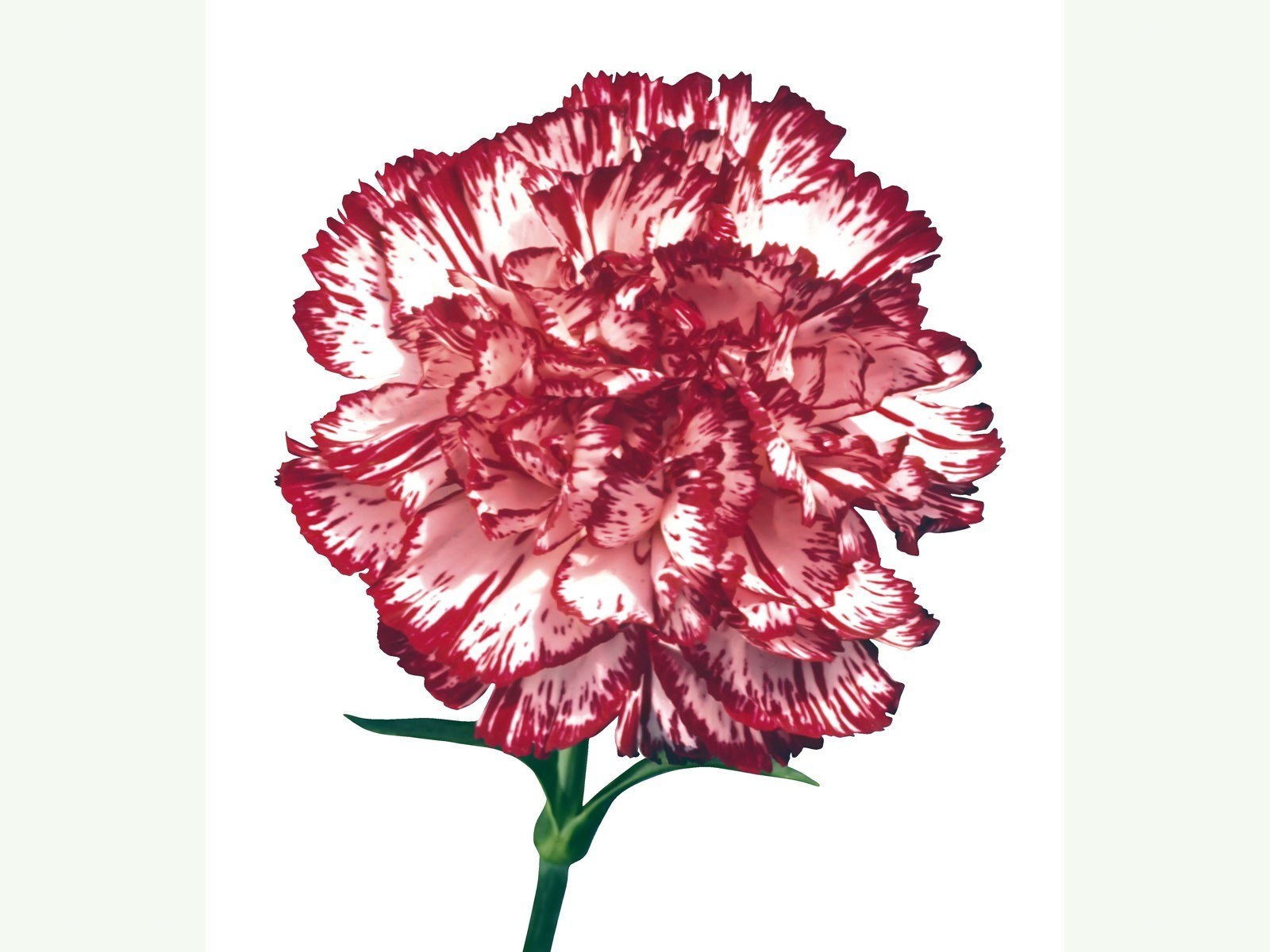 red and white carnation flower