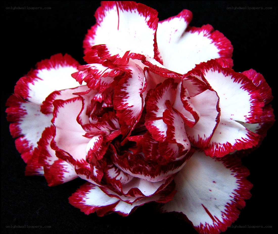 red and white carnation flower