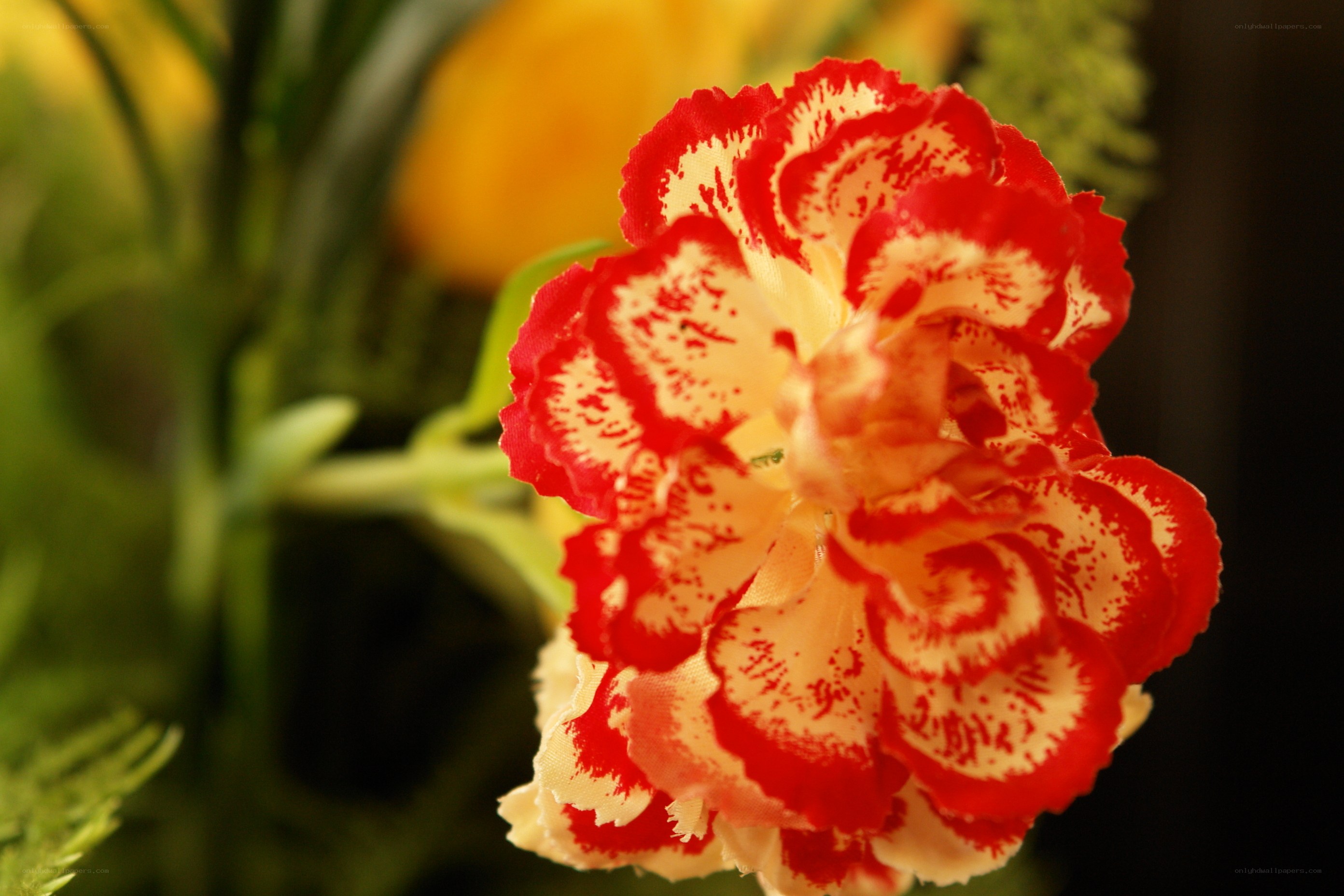 Red and white carnation flower