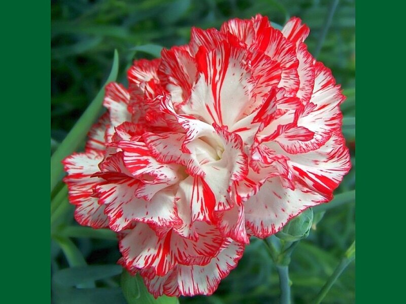 red and white carnation flower