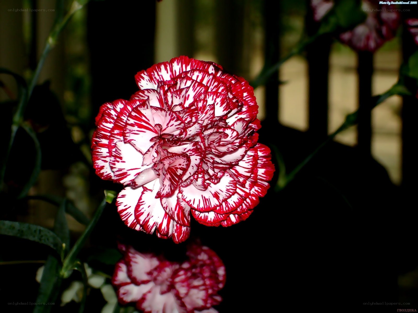 Red and white carnation flower