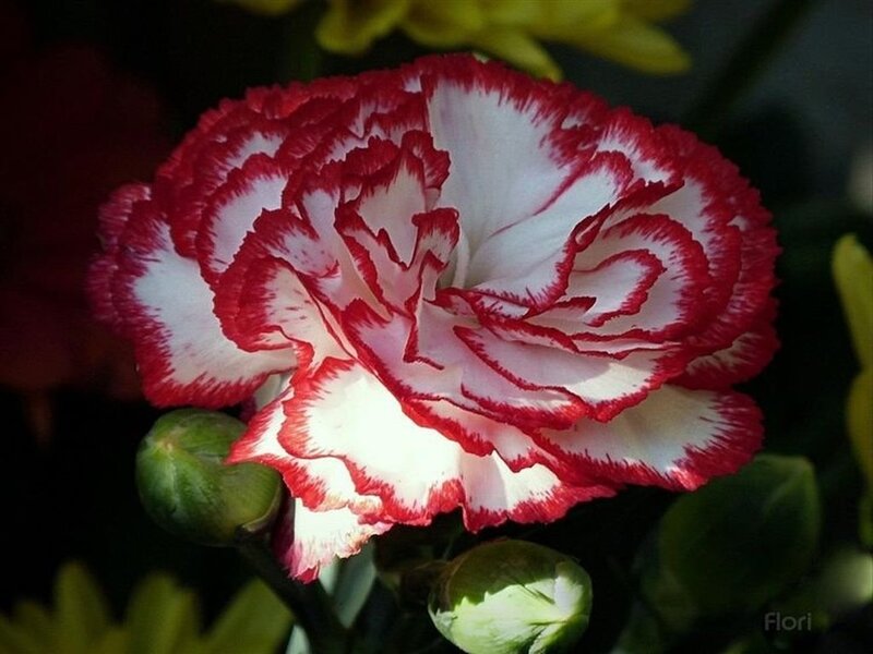 Red and White Carnation — Natural