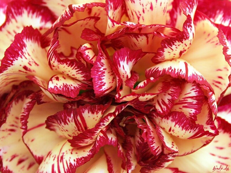 Red and White Carnation