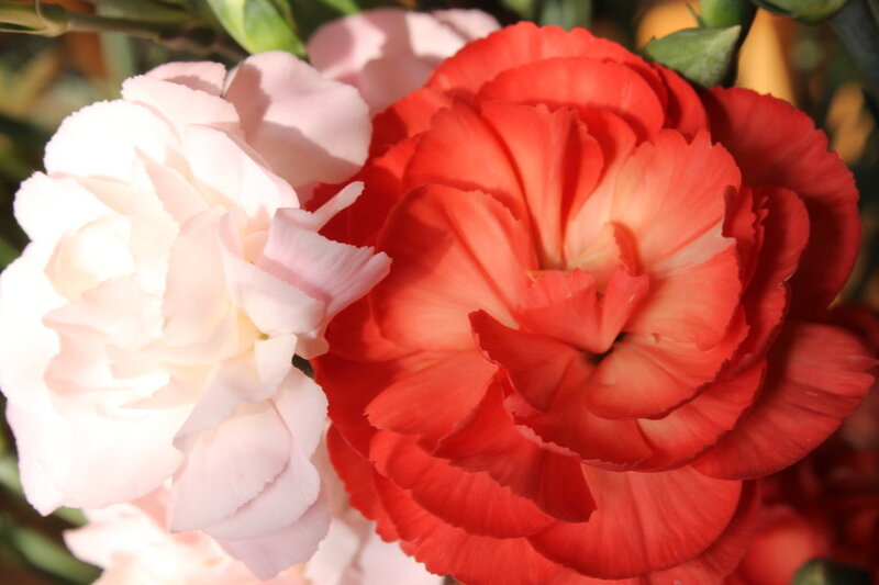 Red and White Carnations — Serene