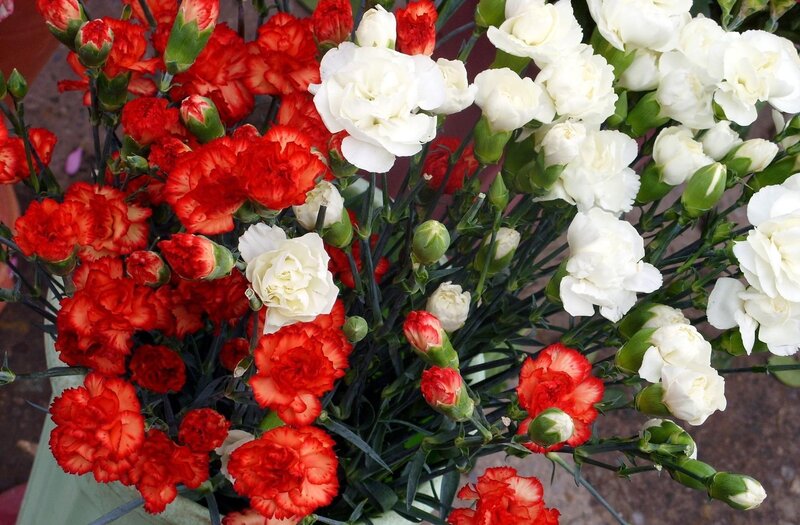Red and white carnations