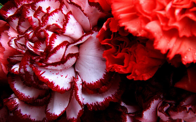 Red and White Carnations — Vibrant