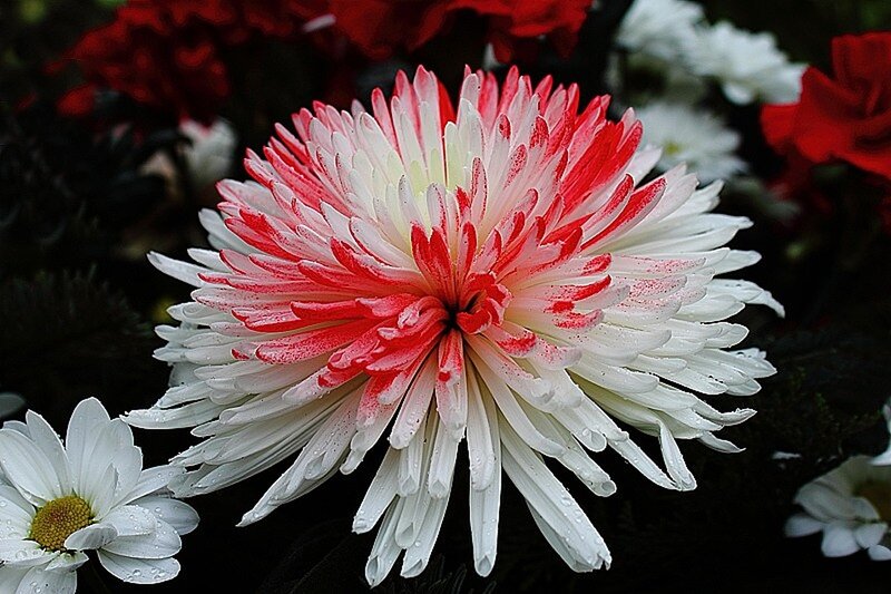 Red and White Chrysanthemum