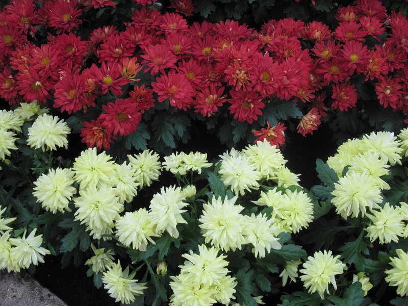 Red and White Chrysanthemums — Calm, Autumn