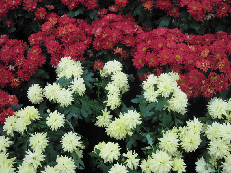 Red and White Chrysanthemums — Calm, Photograph