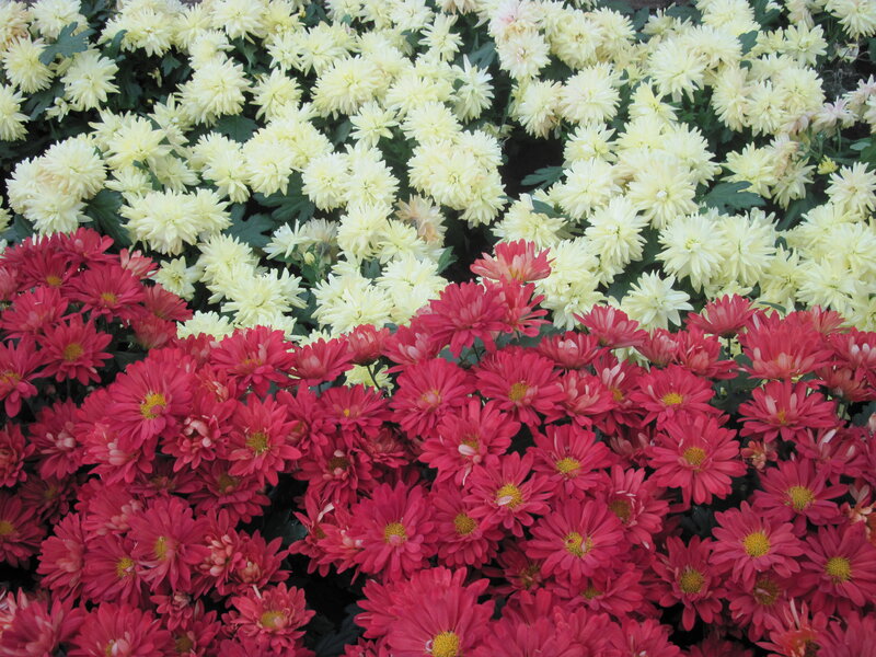 Red and White Chrysanthemums — Calm