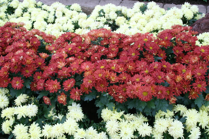 Red and White Chrysanthemums