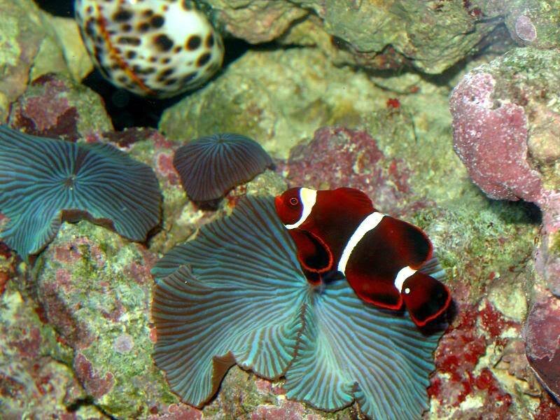 Red and White Clownfish