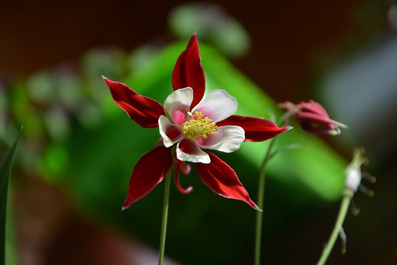 Red and white columbine flower
