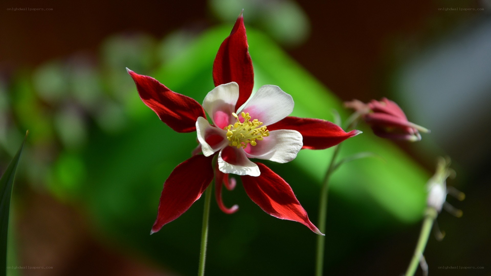 red and white columbine flower