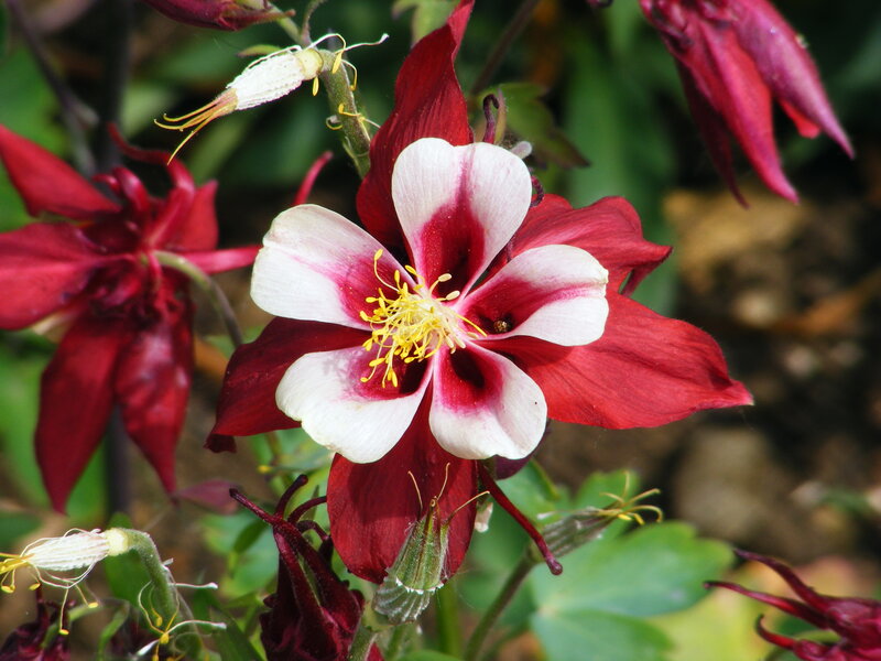 Red and White Columbine Flower — Natural