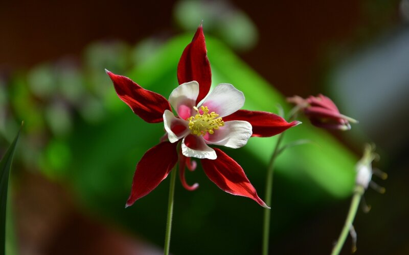 Red and White Columbine Flower — Serene, Afternoon