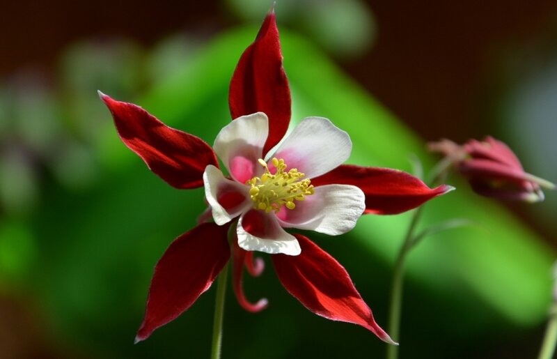 Red and White Columbine Flower — Serene