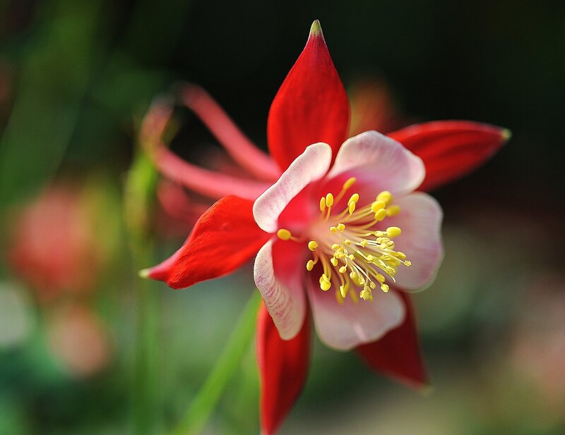 Red and white columbine flower