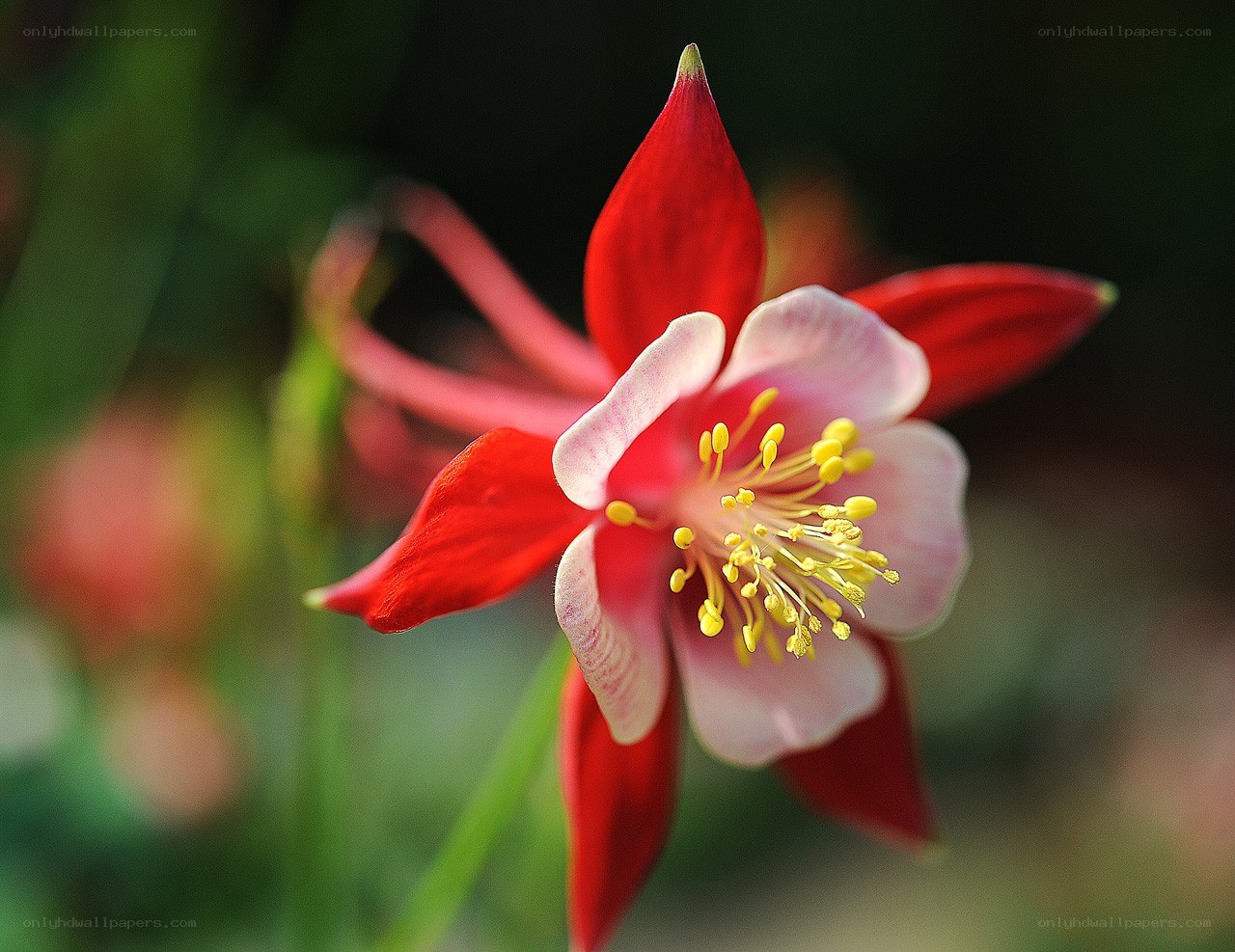 Red and white columbine flower