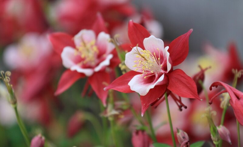 Red and White Columbine Flowers — Calm