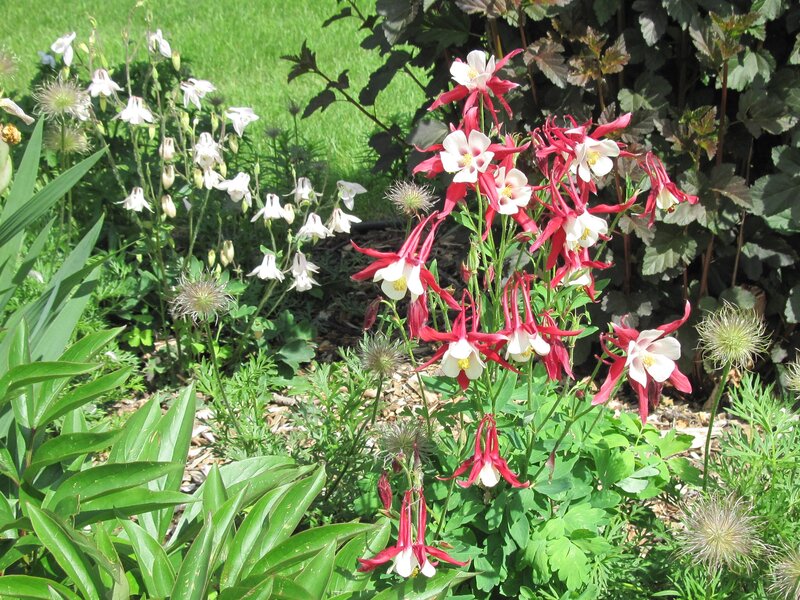 Red and White Columbine Flowers