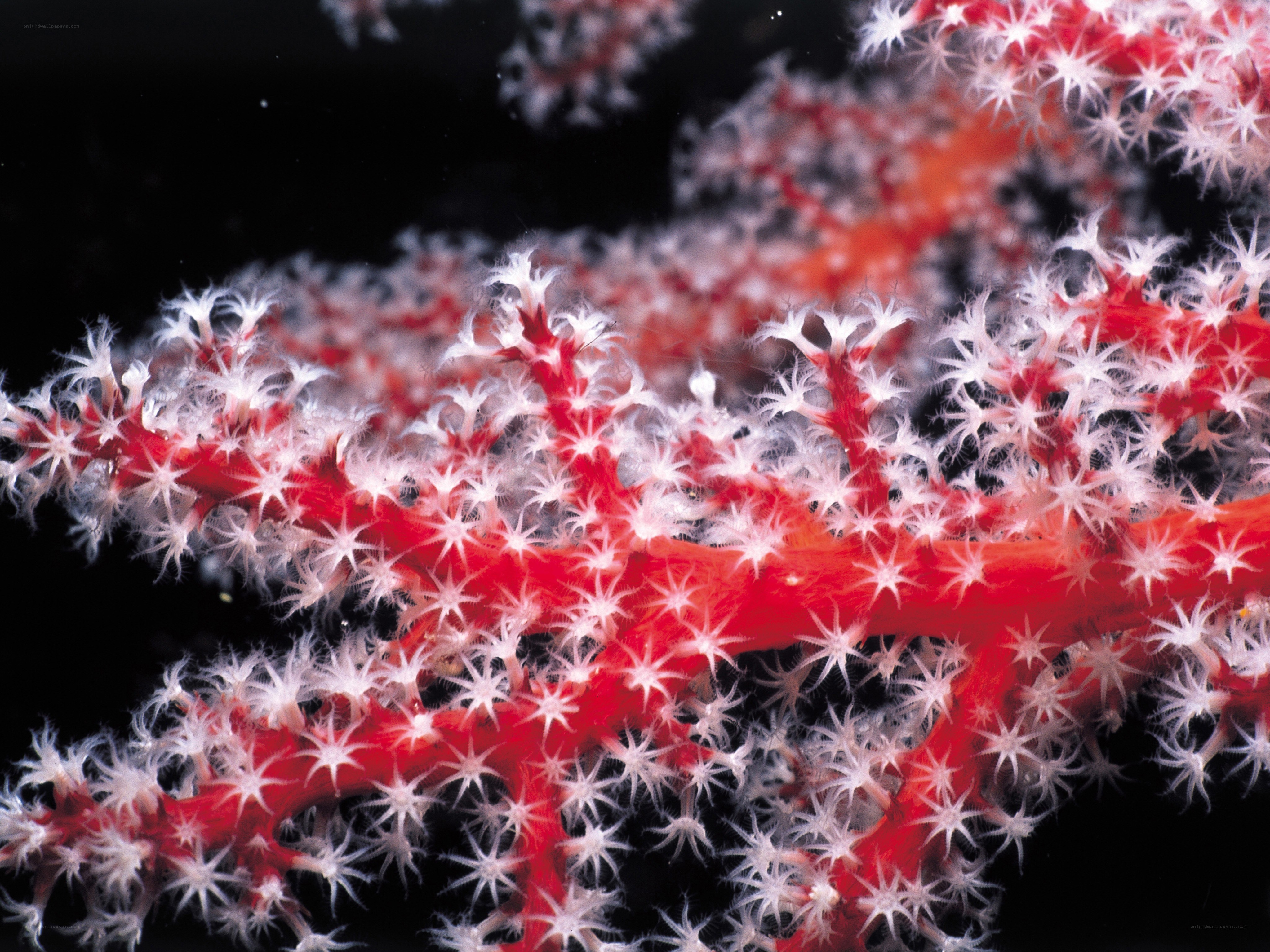 Red and white coral polyps