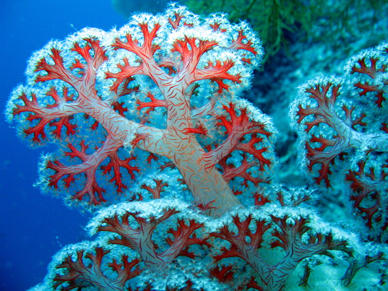 Red and White Coral