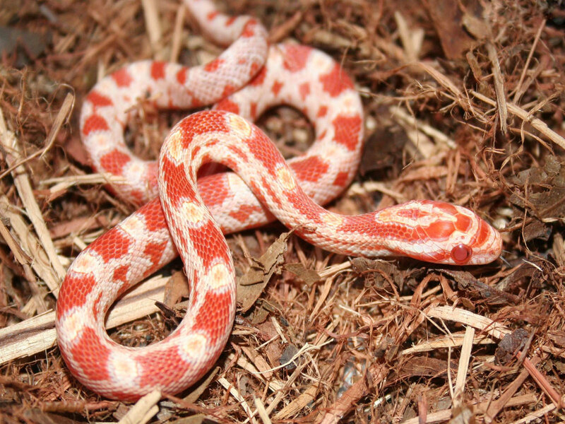 red and white corn snake