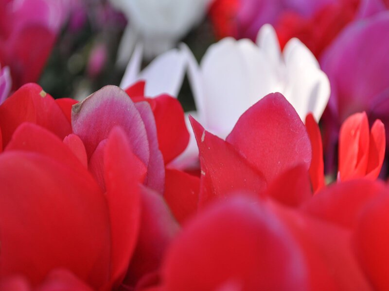 Red and White Cyclamen Flowers