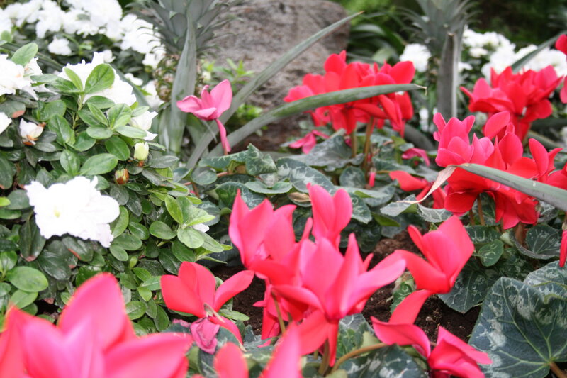 Red and White Cyclamen
