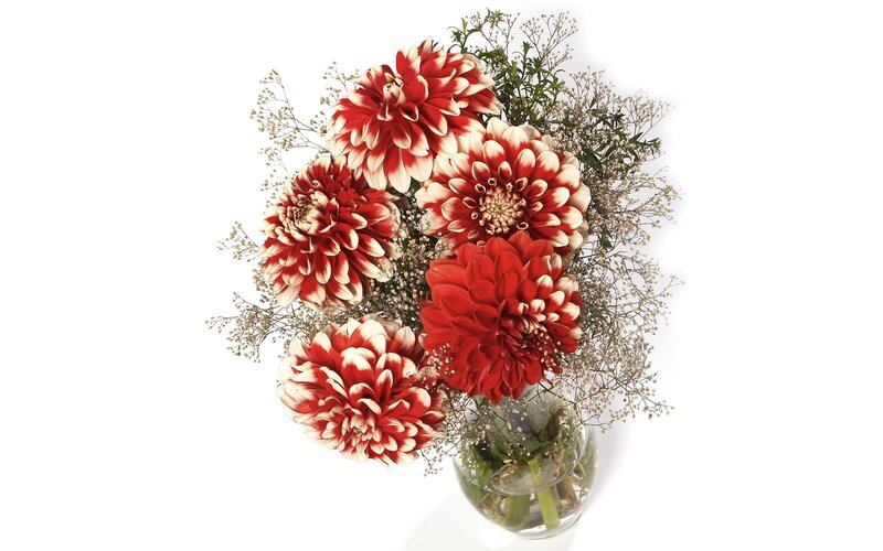 red and white dahlia bouquet