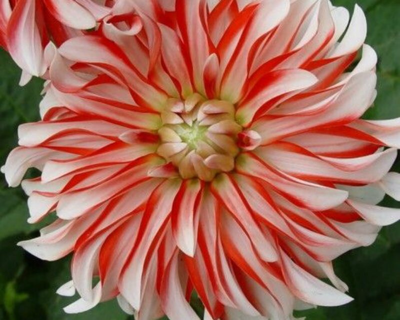 Red and White Dahlia — Calm, Afternoon