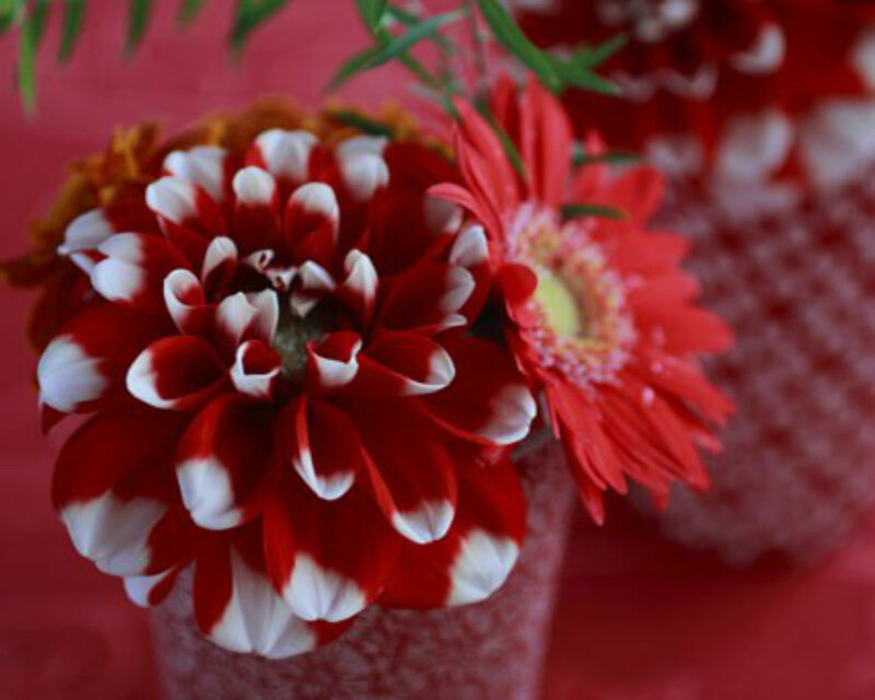 Red and White Dahlia — Calm