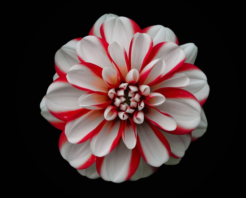 Red and White Dahlia — Dramatic, Photograph