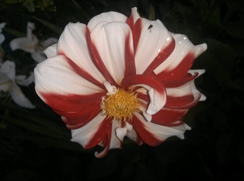 Red and White Dahlia — Dramatic