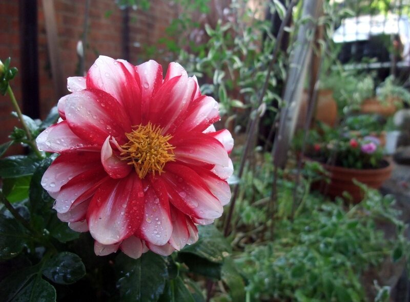 Red and white dahlia flower