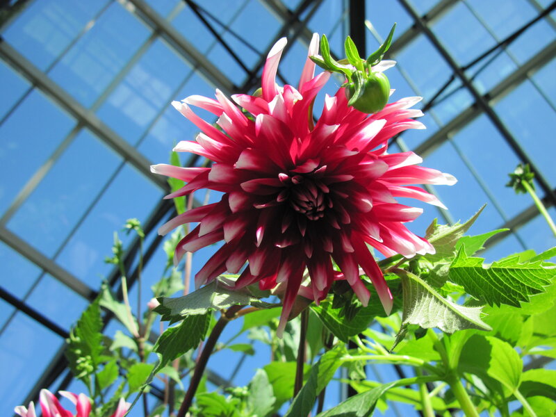 Red and White Dahlia Flower — Bright