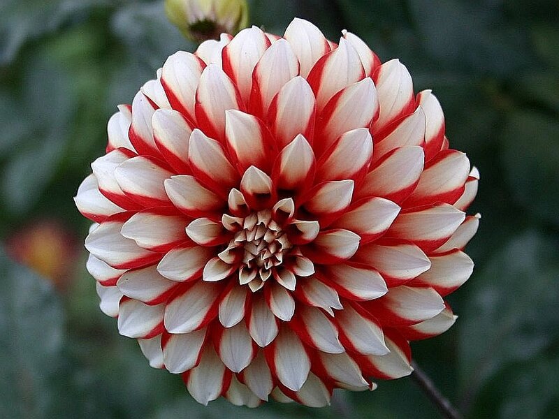 Red and White Dahlia Flower — Calm, Photograph, Petals