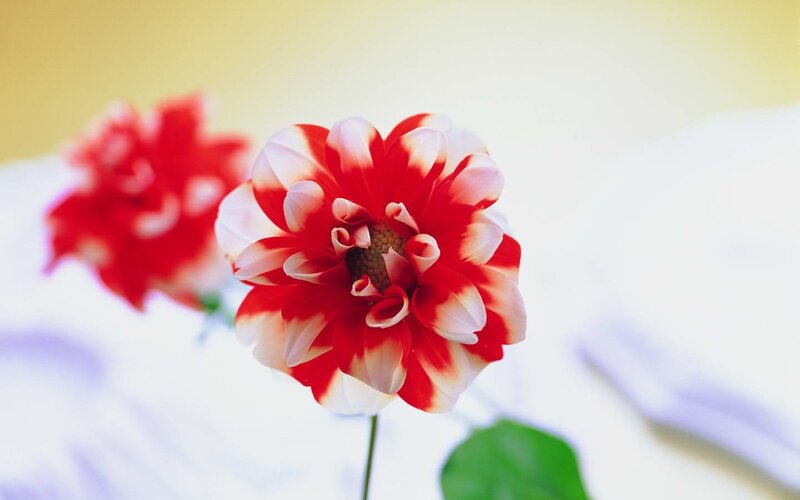 Red and White Dahlia Flower — Calm, Photograph, Stem